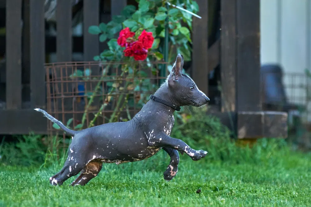 Standard Xoloitzcuintli Albert