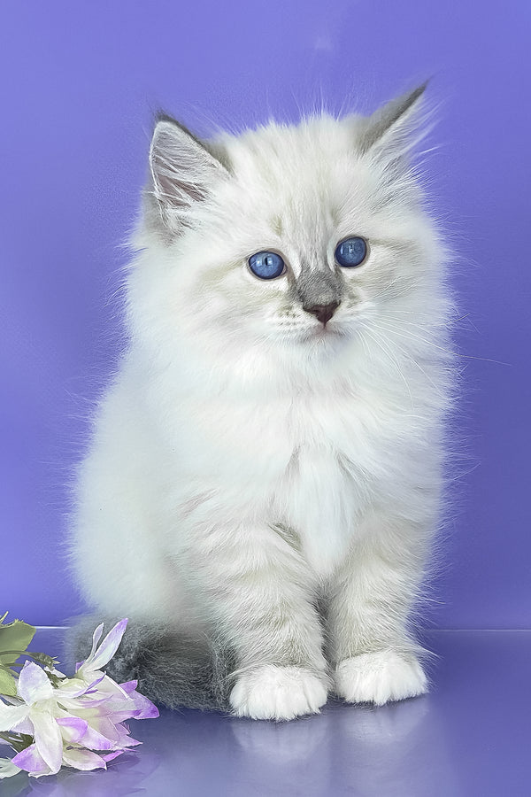Siberian Benny