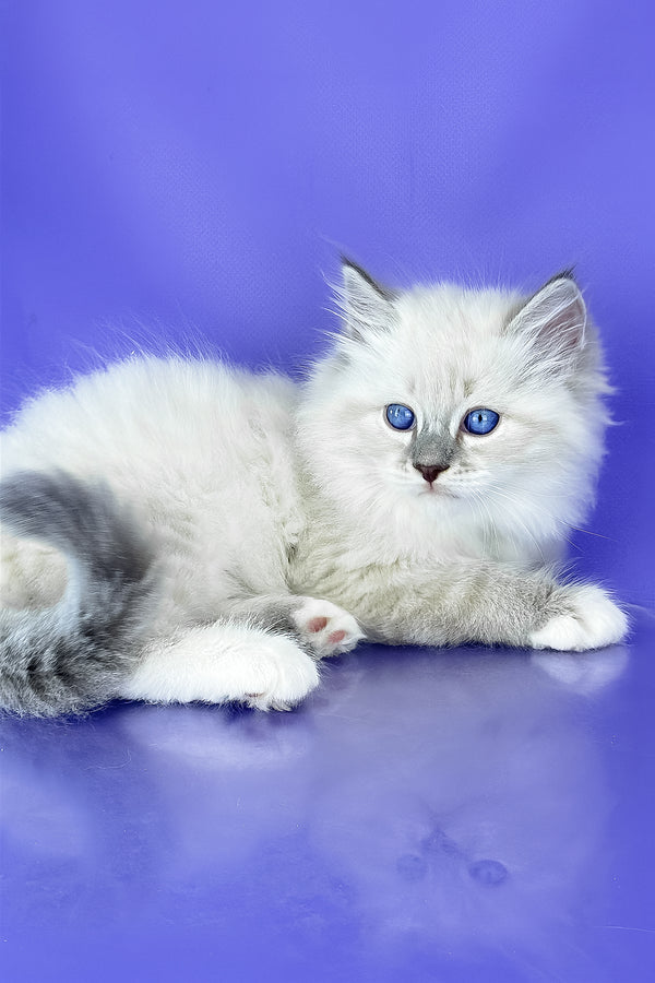 Siberian Benny