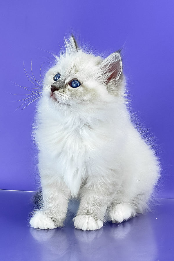 Siberian Benny