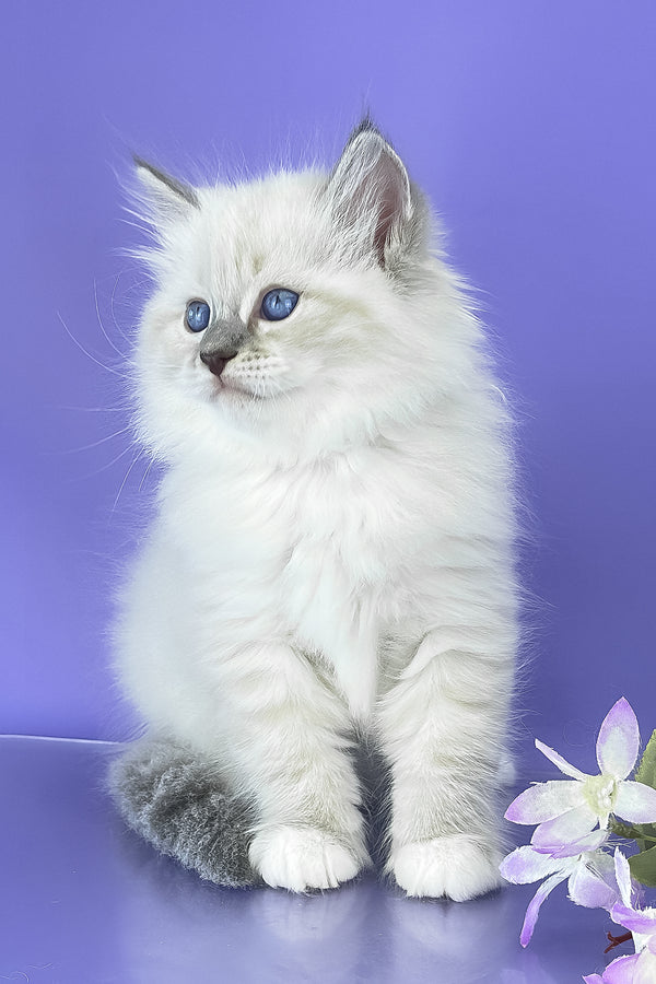 Siberian Benny