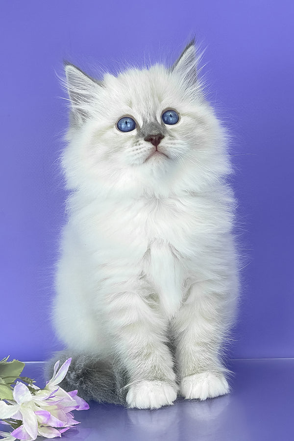 Siberian Benny