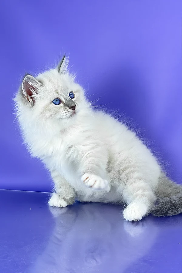 Siberian Benny