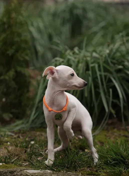 Italian Greyhound Emma
