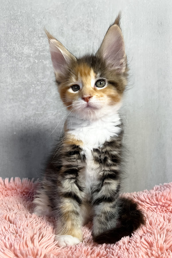 Maine Coon Olympia