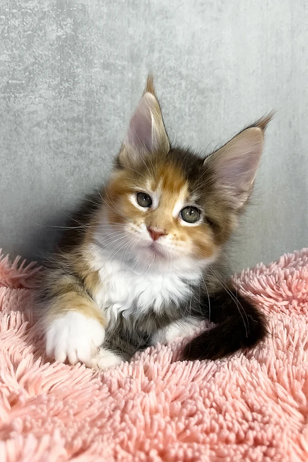 Maine Coon Olympia
