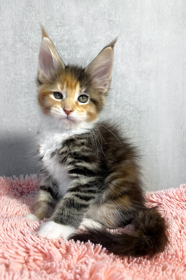 Maine Coon Olympia