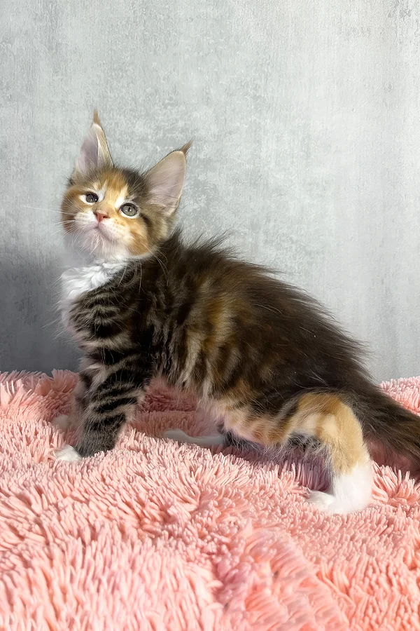 Maine Coon Olympia