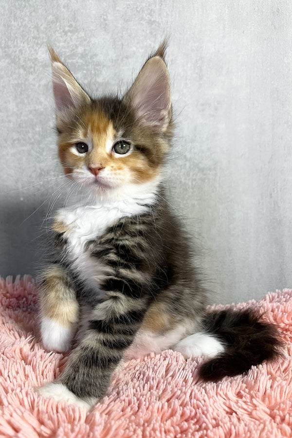 Maine Coon Olympia
