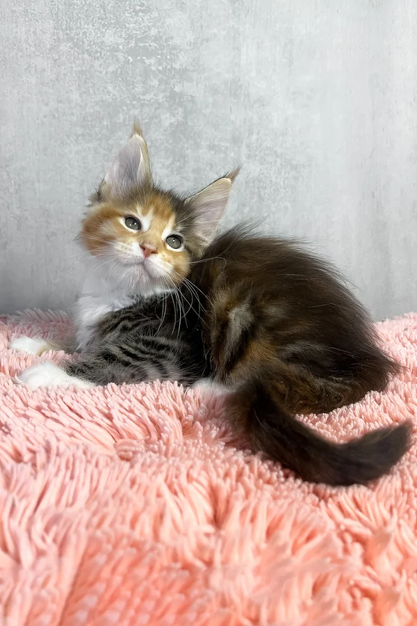 Maine Coon Olympia