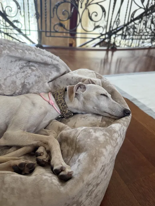 Italian Greyhound Emma