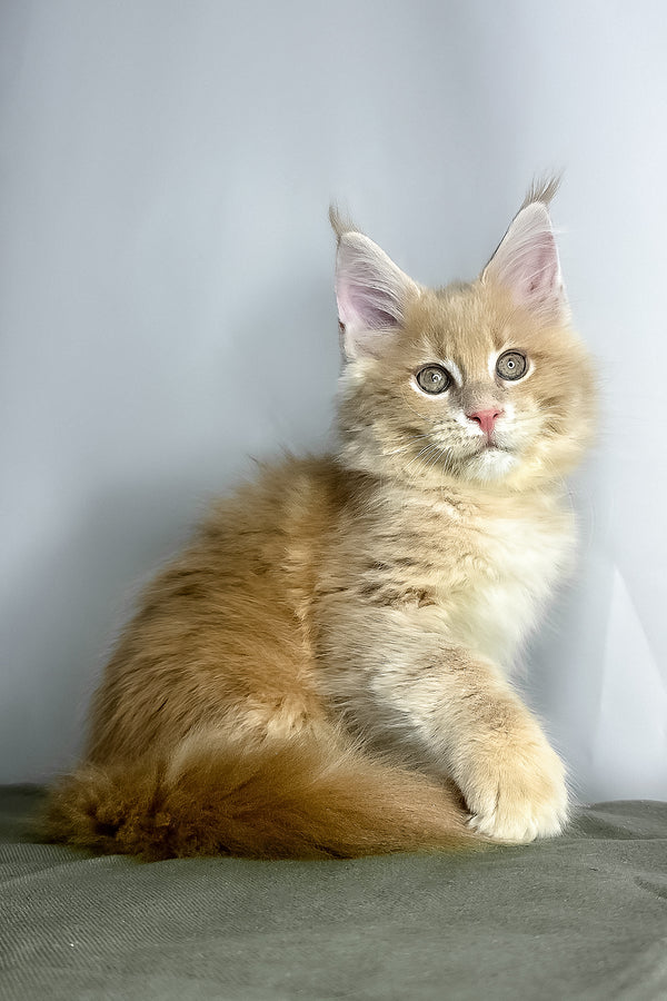 Maine Coon Geoffrey
