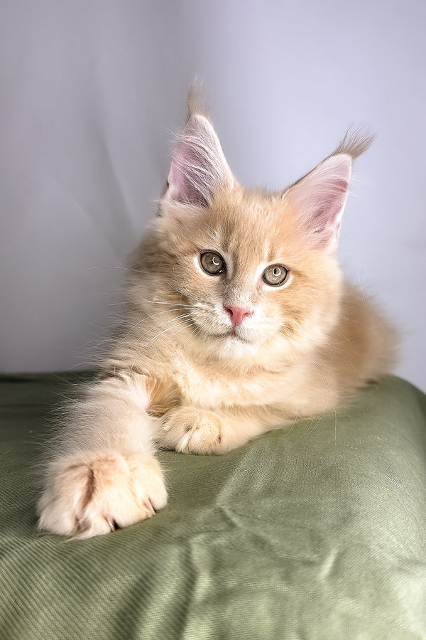 Maine Coon Geoffrey