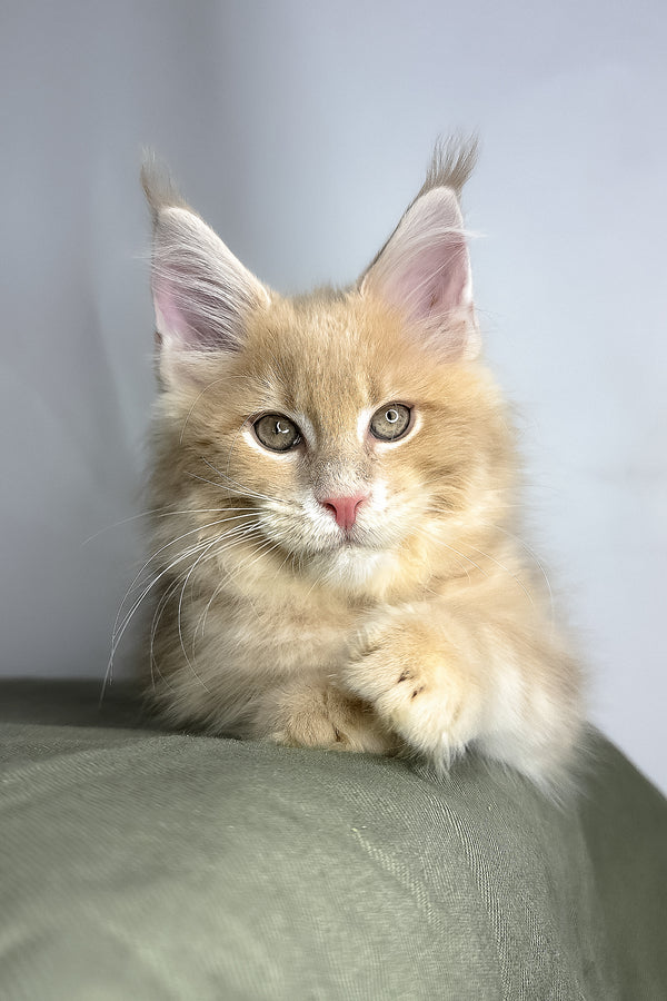 Maine Coon Geoffrey