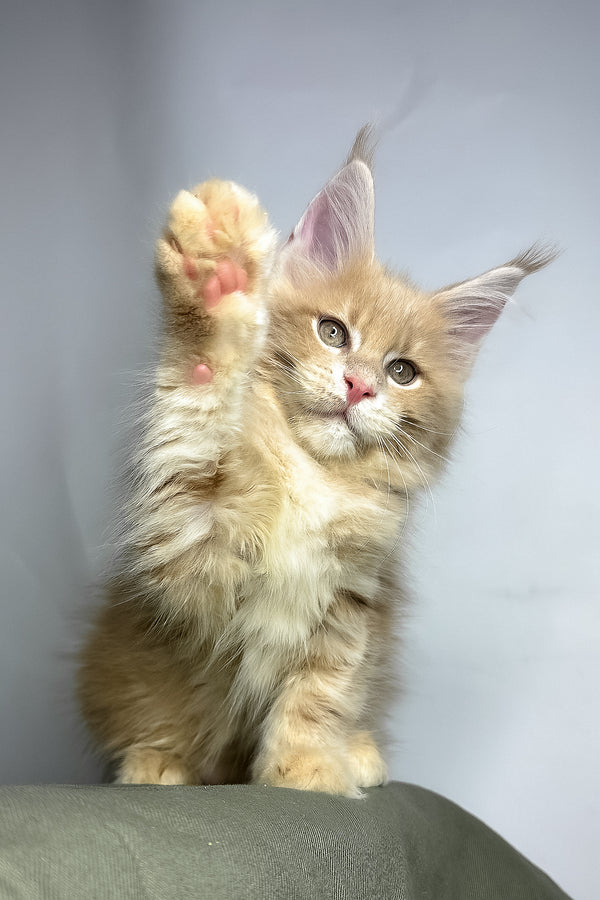 Maine Coon Geoffrey
