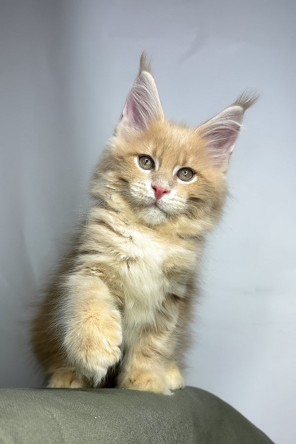 Maine Coon Geoffrey