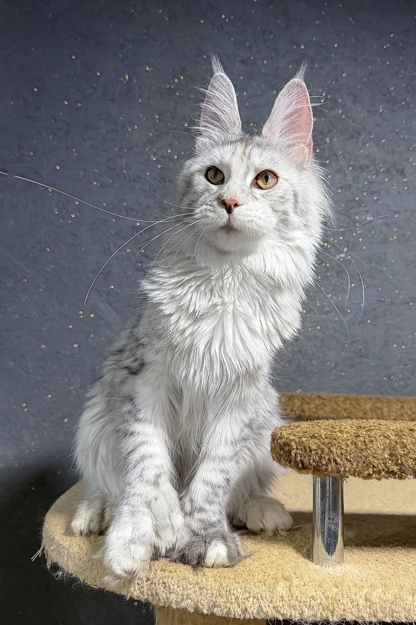 Maine Coon She-Wolf
