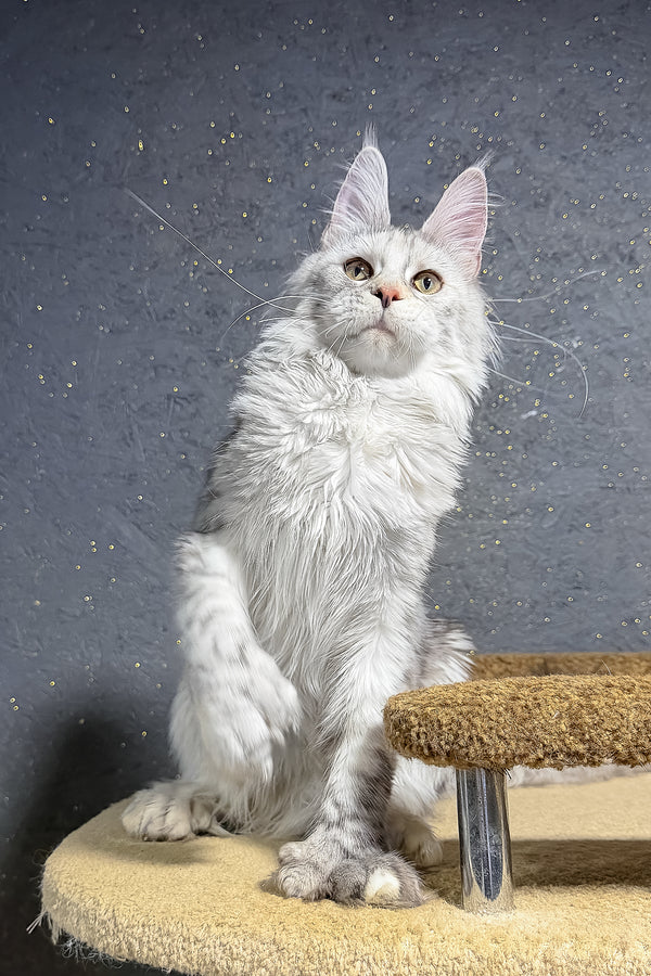 Maine Coon She-Wolf