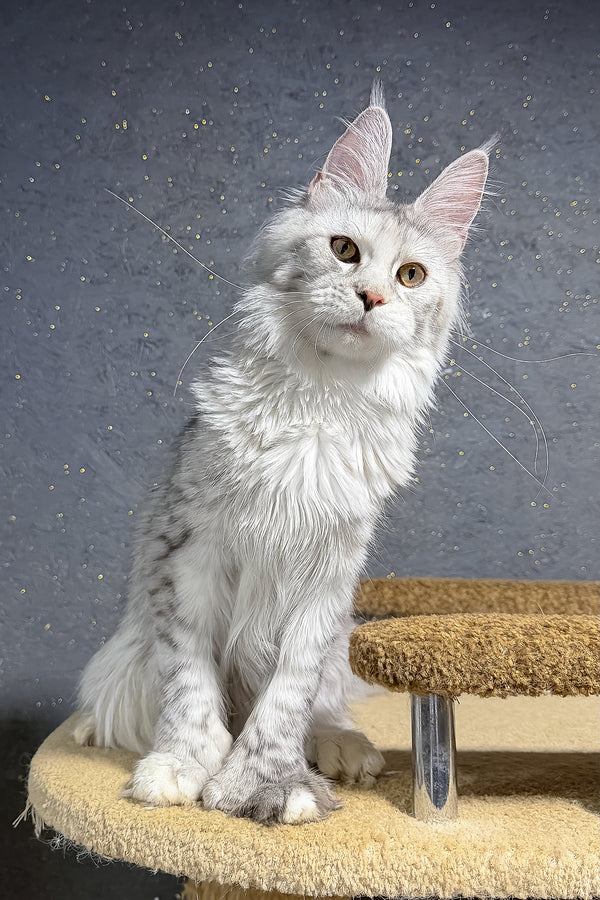 Maine Coon She-Wolf