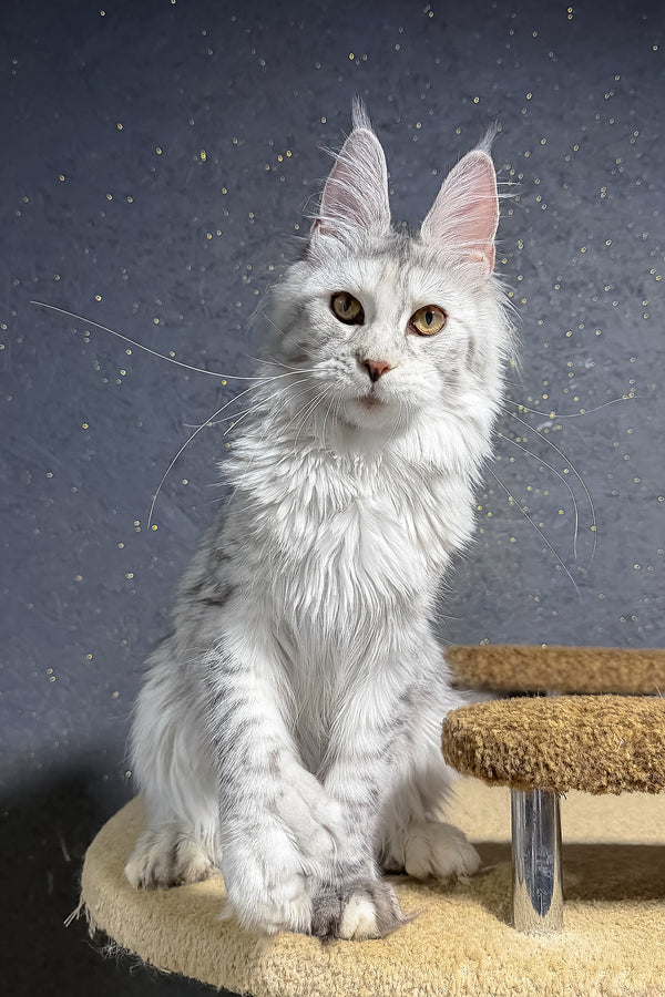 Maine Coon She-Wolf